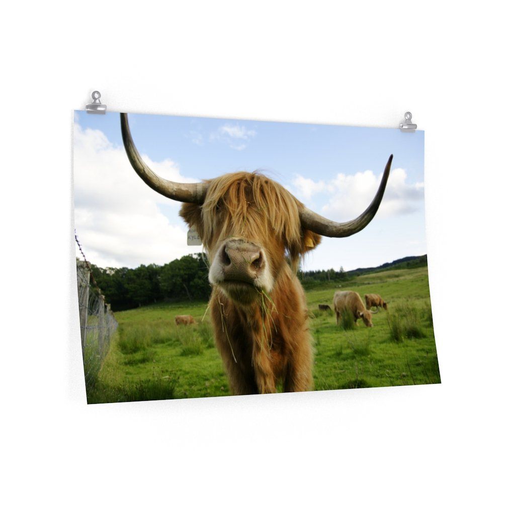 Highland Cattle Matte Posters CL1211 36″ × 24″ / CG Matt Official COW PRINT Merch